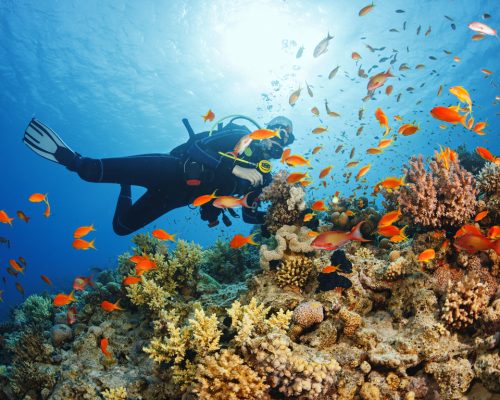 Scuba diving. Beautiful sea life. Underwater scene with young women, scuba diver, explore and enjoy at coral reef. School of red sea fish (scalefin anthias).